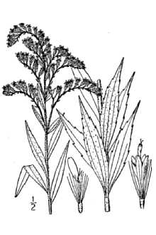 Solidago altissima 
