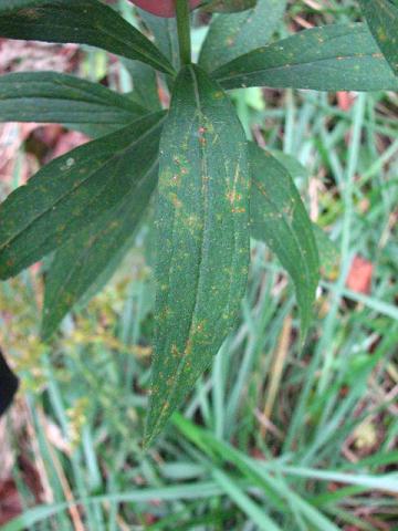Solidago altissima