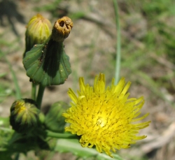 Sonchus asper 