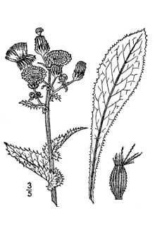 Sonchus asper 