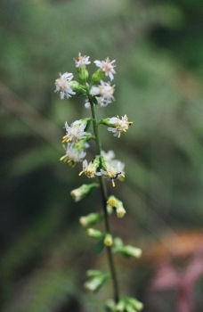 Solidago bicolor 