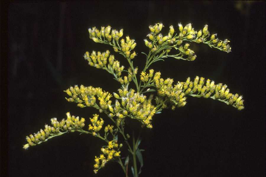 Solidago canadensis 