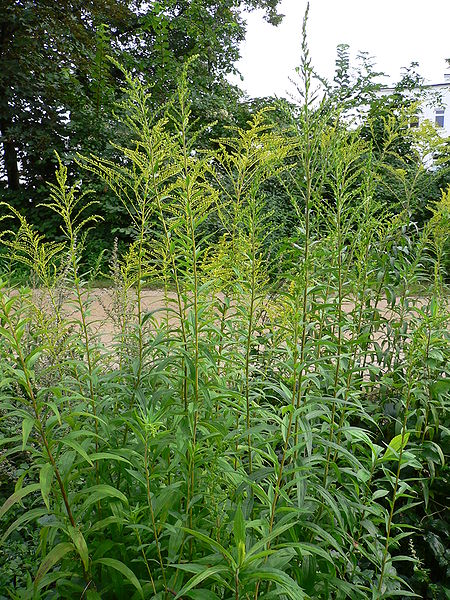 Solidago canadensis 
