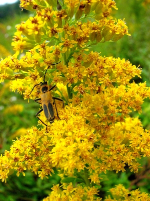 Solidago nemoralis