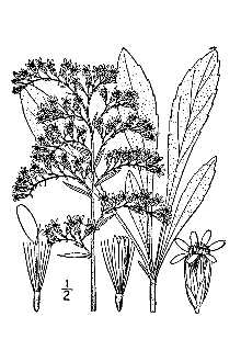 Solidago nemoralis 