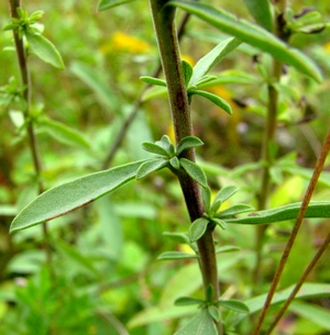 Solidago nemoralis 