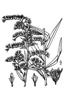 Solidago odora  