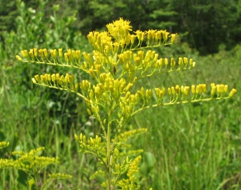 Solidago odora  