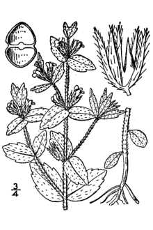 Gratiola pilosa