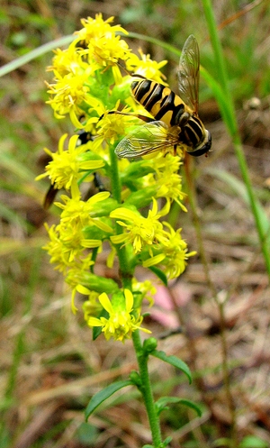 Solidago puberula 