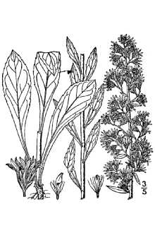 Solidago puberula 