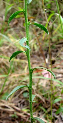 Solidago puberula stem and leaf