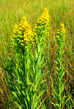 Solidago sempervirens 