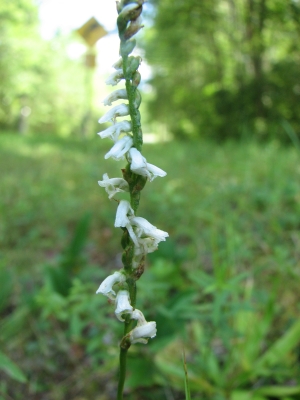 Spiranthes lacera var. gracilis 