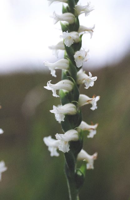 Spiranthes odorata 