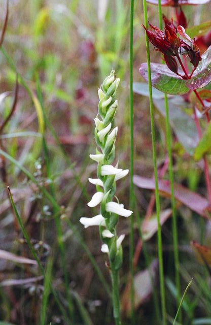 Spiranthes odorata 