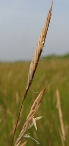 Spartina patens