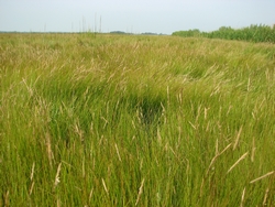 Spartina patens 