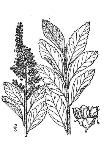 Spiraea tomentosa  