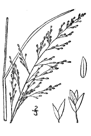 Muhlenbergia torreyana