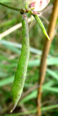 Strophostyles helvula fruit