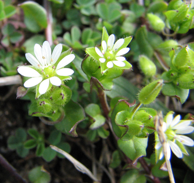 Stellaria media  