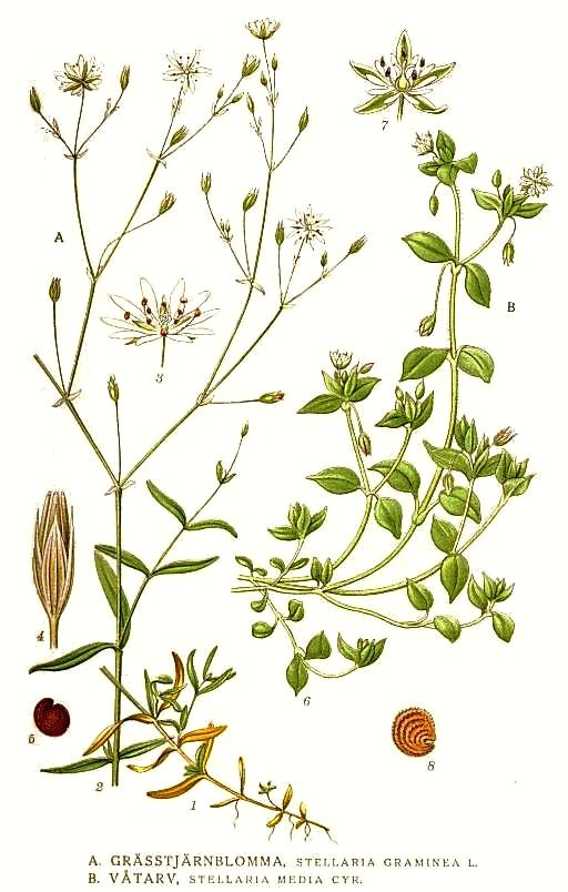 Stellaria media  