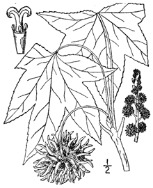 Liquidambar styraciflua