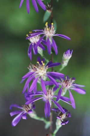 Symphyotrichum concolor, Silvery aster