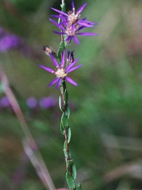 Symphyotrichum concolor, Silvery aster