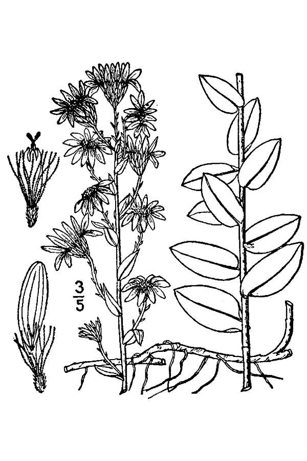 Symphyotrichum concolor  
