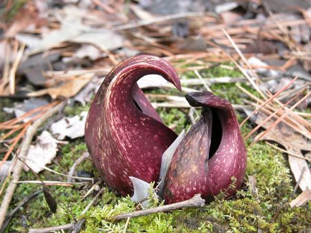 Skunk cabbage