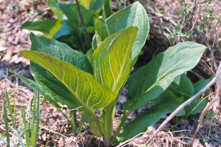 Skunk cabbage