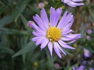 Symphyotrichum novi-belgii  