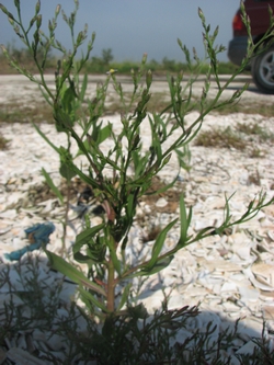 Symphyotrichum subulatum