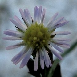 Symphyotrichum subulatum