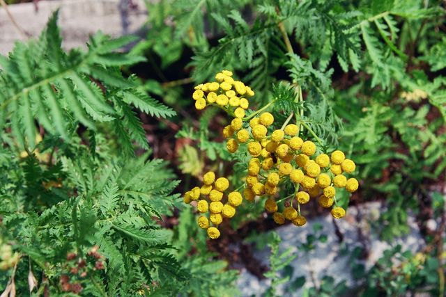 Tanacetum vulgare Tanacetum vulgare