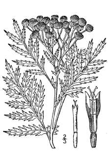 Tanacetum vulgare Tanacetum vulgare
