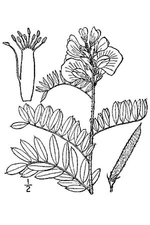 Tephrosia virginiana