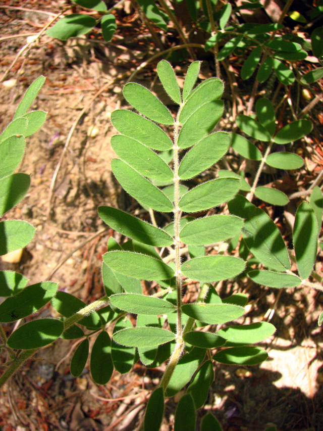 tephrosia virginiana