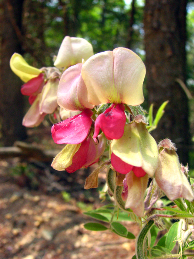 Tephrosia virginiana