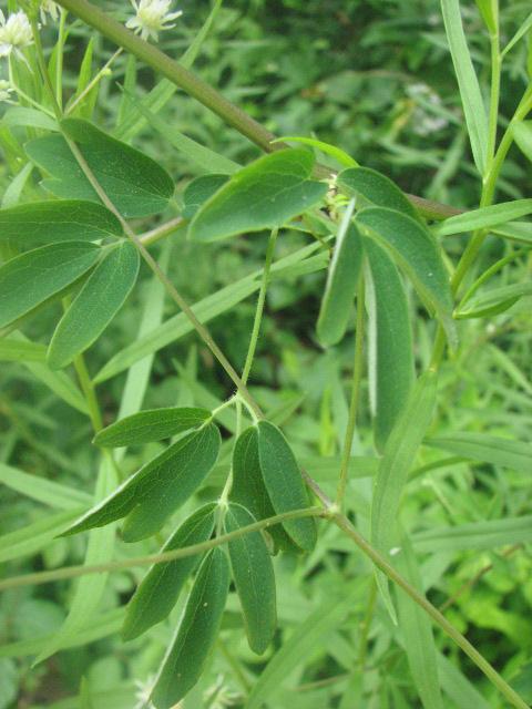 Thalictrum pubescens