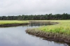 Tidal fresh marsh