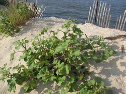 Xanthium strumarium