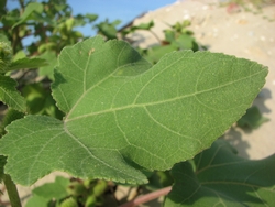 Xanthium strumarium