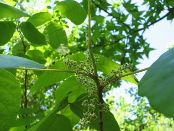 Toxicodendron radicans