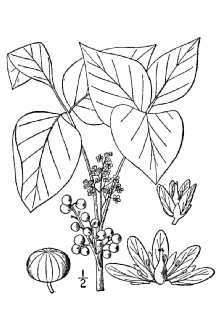 Toxicodendron radicans