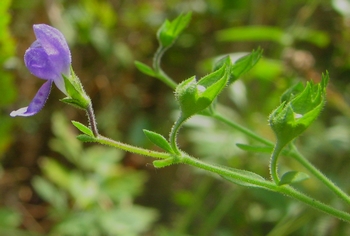 Trichostema dichotomum