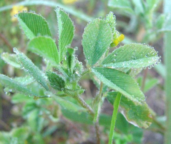 Trifolium dubium leaves