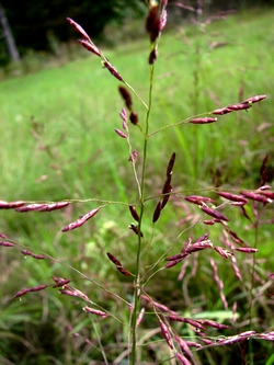 Tridens flavus Tridens flavus, grease grass